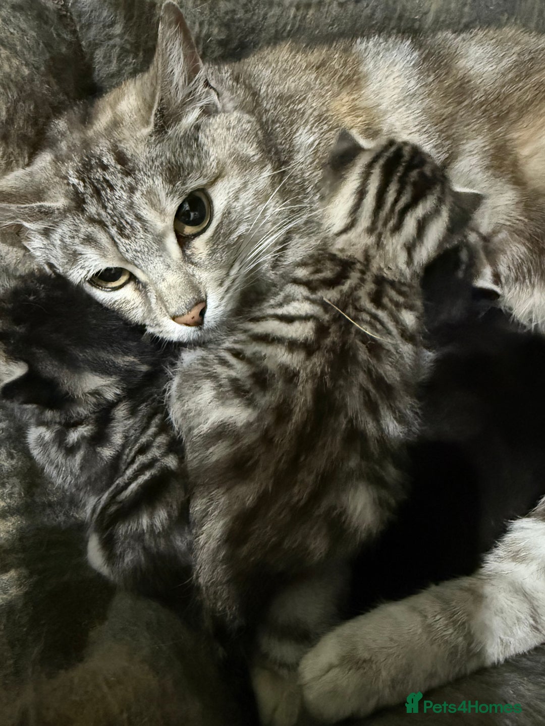 Mixed Breed cats for sale: TORTISHELL KITTEN  - Image 2