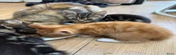 Domestic Shorthair cats for sale: cute Kittens Looking for Their Forever Homes 🐾 - Advert 6