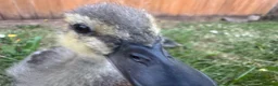 Ducks poultry for sale: Ducklings for sale  in Weston-super-Mare - Advert 5