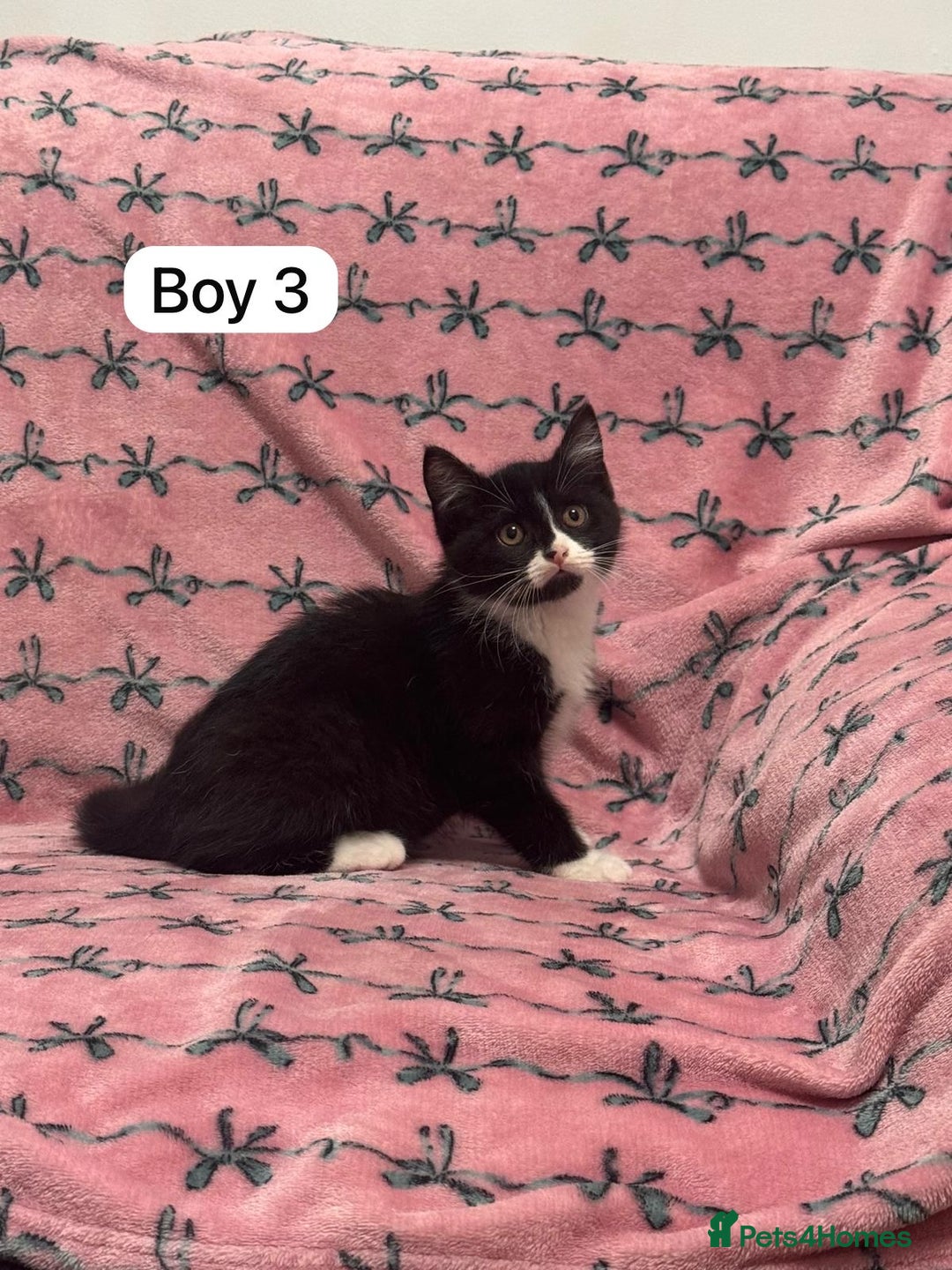 British Shorthair cats for sale: PURE BSH Girl kitten and BSH mix adorable boys - Advert 11