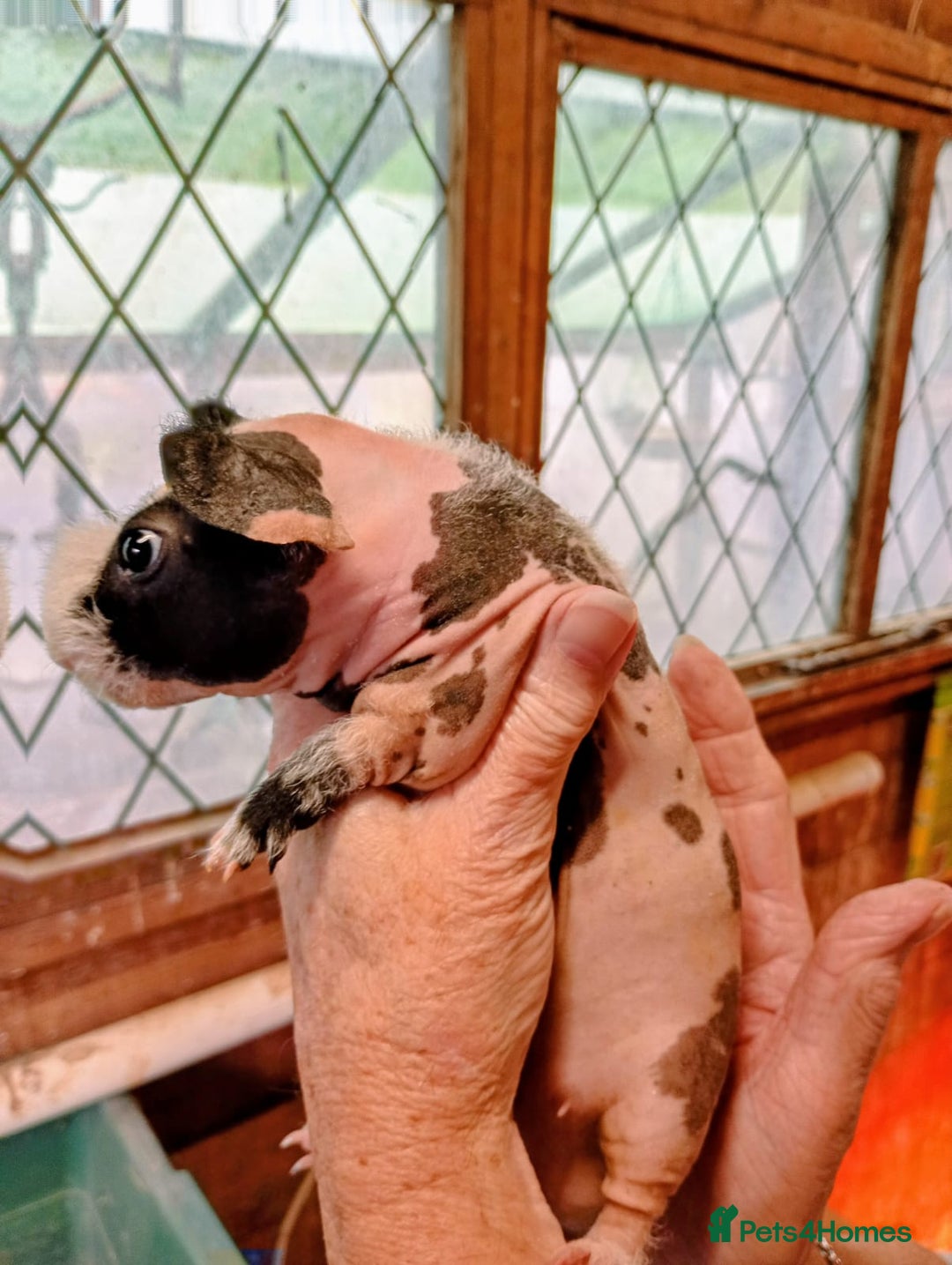 Guinea Pig rodents for sale: Young Skinny Pigs - Image 2