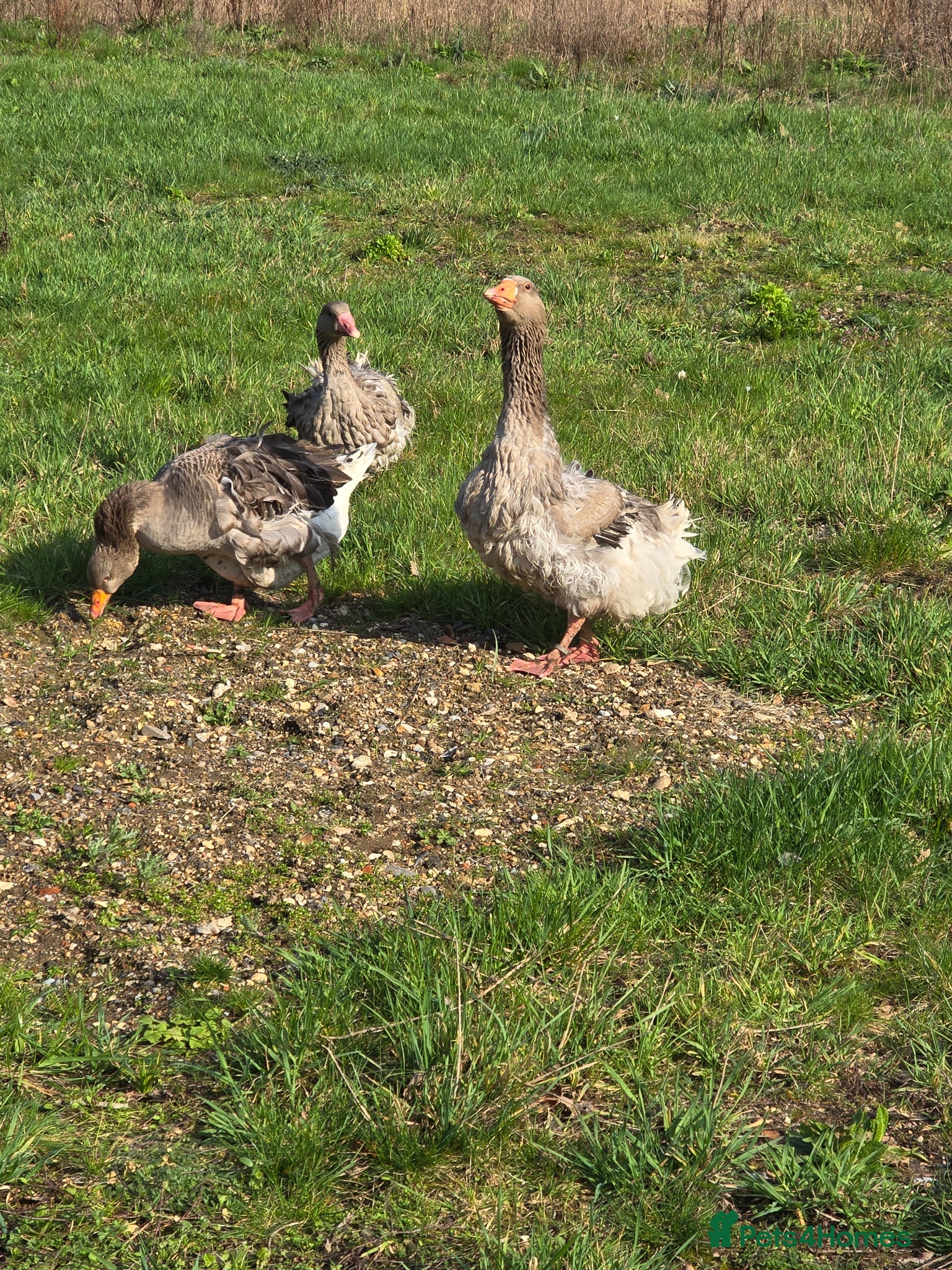 Geese poultry Grey Sebastopol hatching eggs - Advert 1