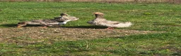Geese poultry for sale: Grey Sebastopol hatching eggs - Advert 3