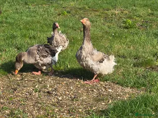 Geese poultry Grey Sebastopol hatching eggs - Advert 3