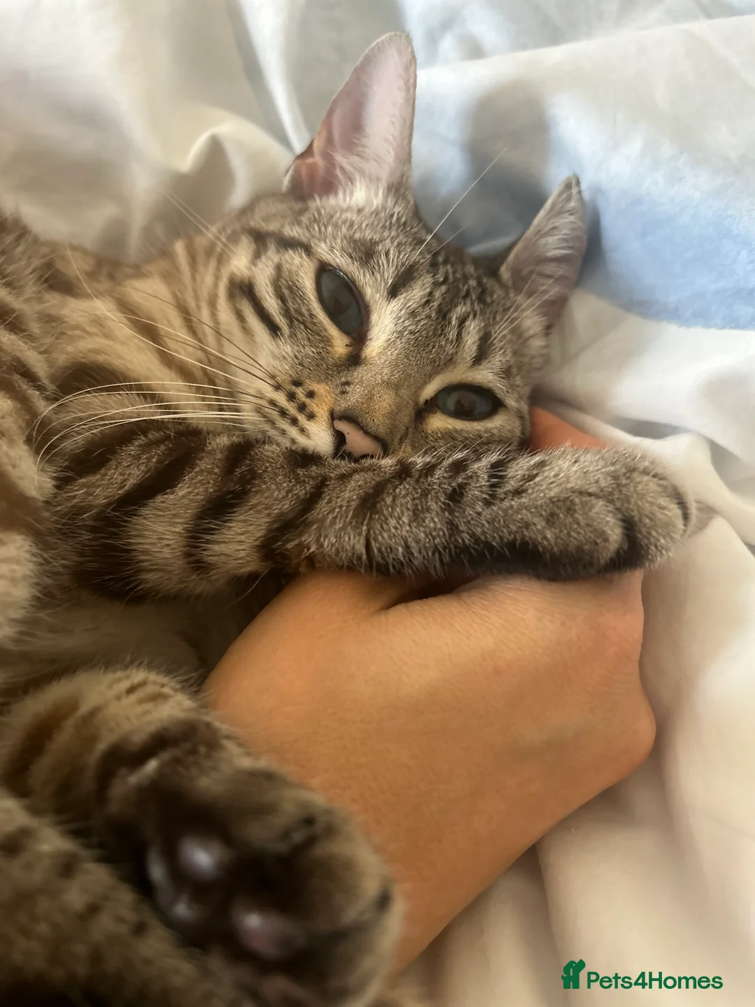 Bengal cats for sale: Beautiful 5y.o. Female BengalLooking for home - Advert 3