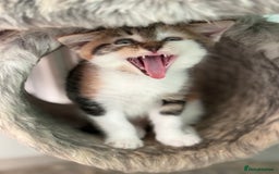 Maine Coon cats for sale: Adorable half mainecoon kittens for sale  - Image 16