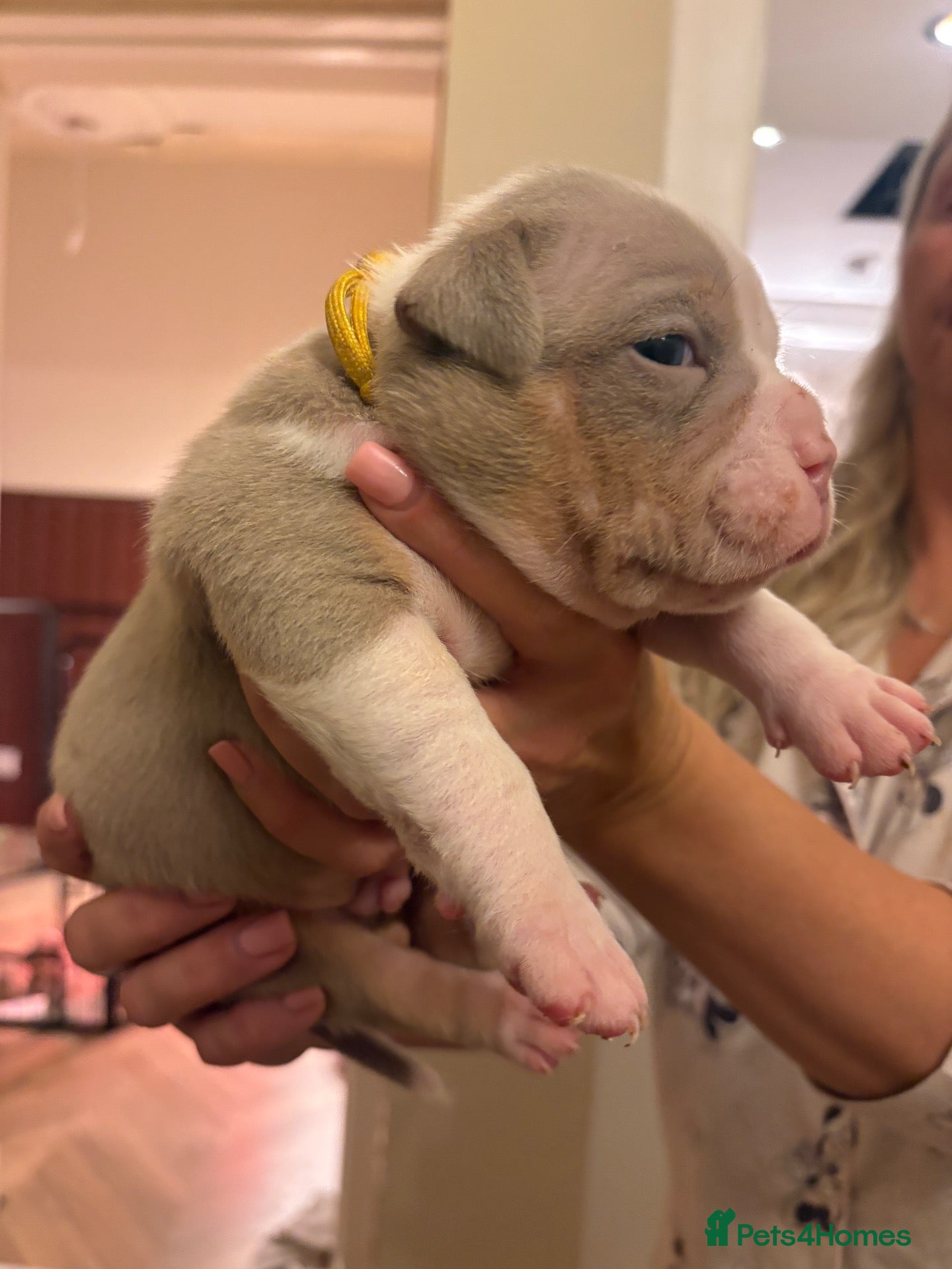 American Bully dogs for sale: American Bully pocket - Advert 2