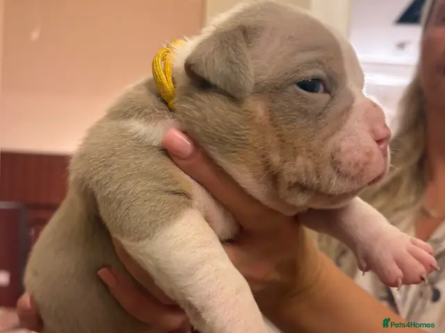American Bully dogs for sale: American Bully pocket - Advert 2