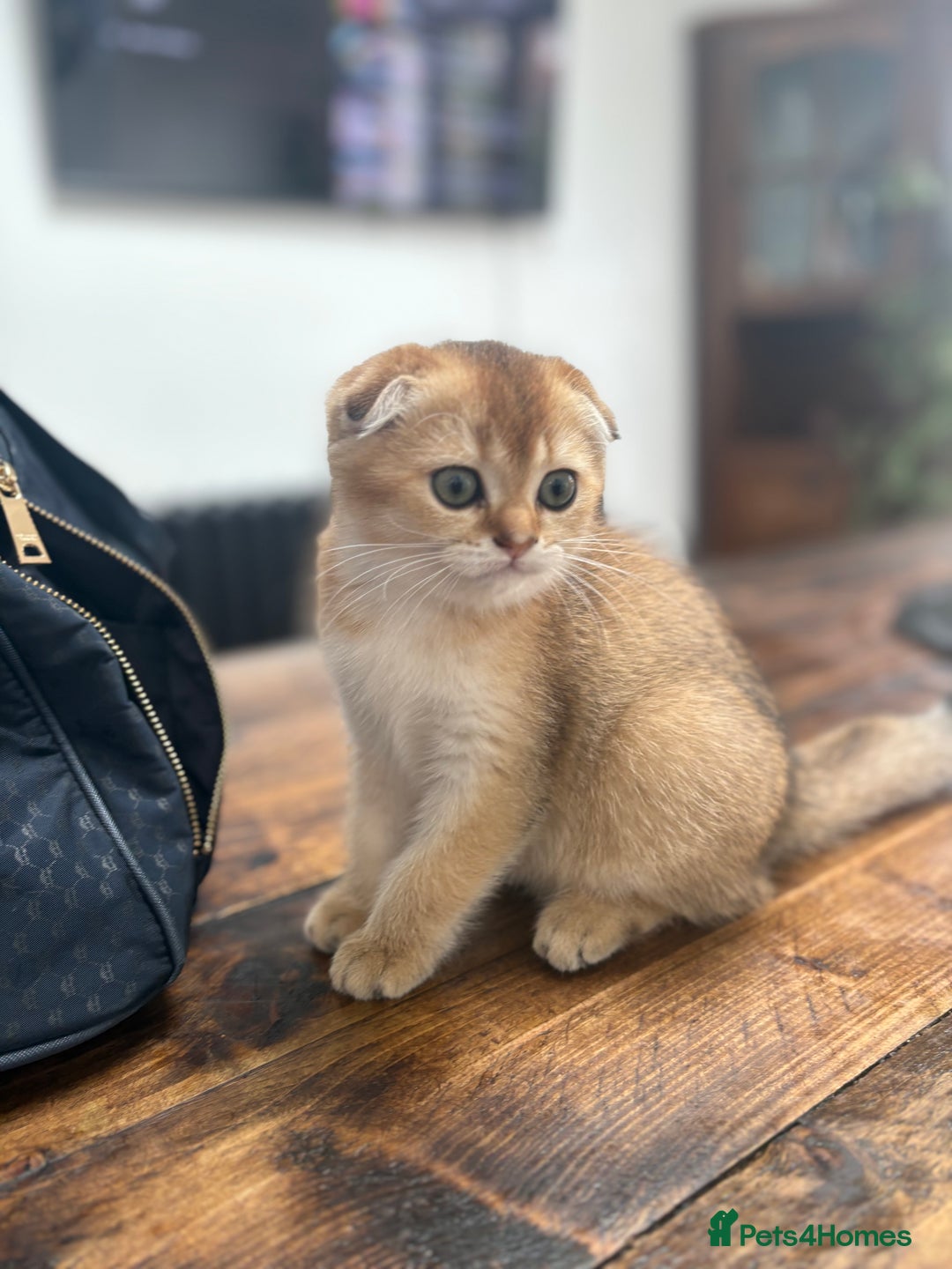 Scottish Fold cats for sale: SCOTTISH FOLD FEMALE - Image 2