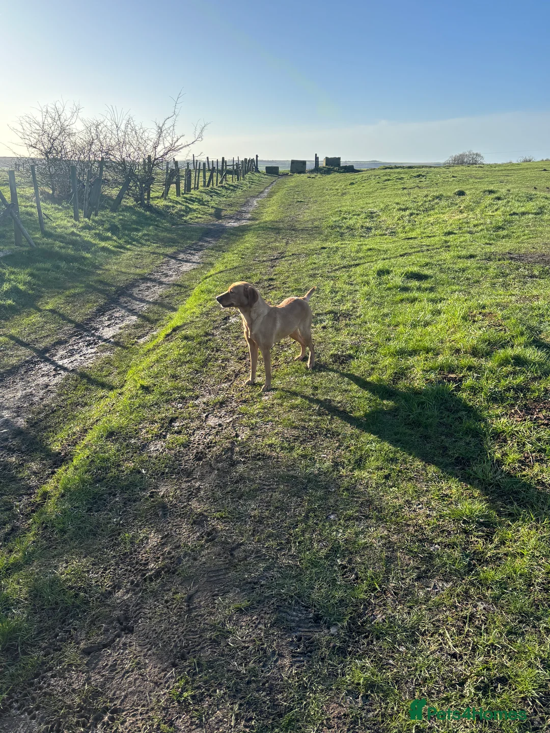 Labrador Retriever dogs for sale: Kc reg Labrador bitch - Advert 5