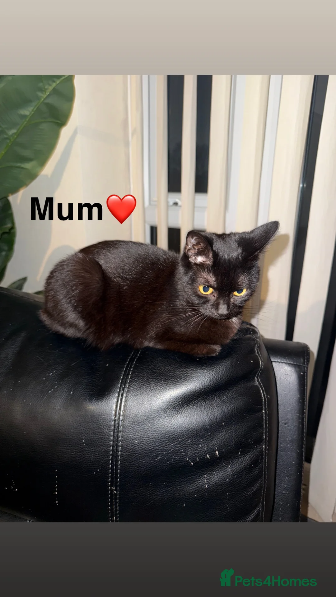 Mixed Breed cats for sale: 2 beautiful British shorthair X kittens - Advert 3