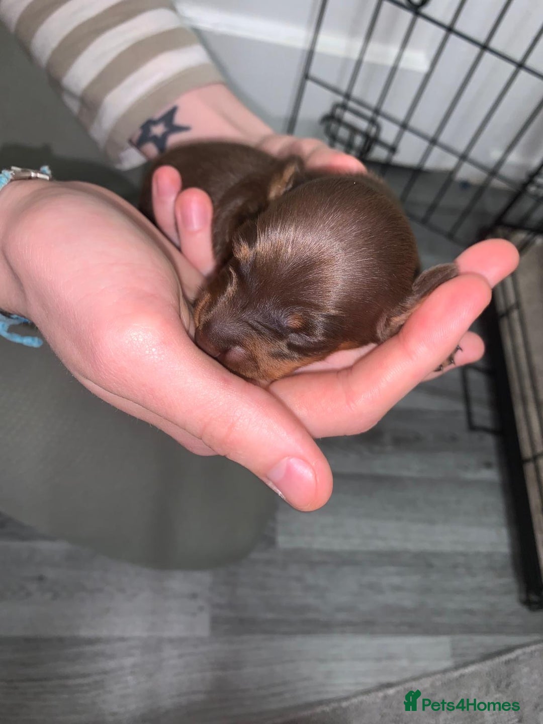 Miniature Dachshund dogs for sale: Miniature dachshund  - Advert 3