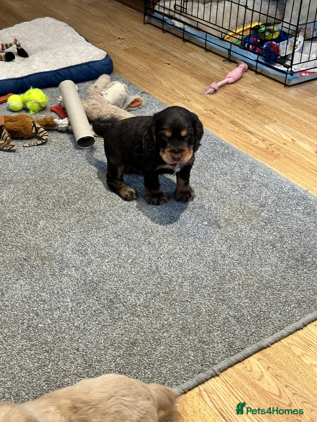 Cocker Spaniel dogs for sale: 2 Handsome Choc+tan and Gold boys - Advert 9