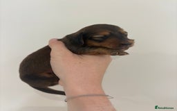 Miniature Dachshund dogs for sale: Gorgeous Long &short haired mini dachshund puppies - Image 30
