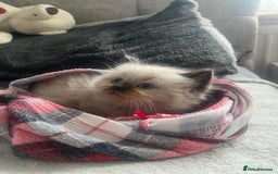 Ragdoll cats for sale: Beautiful, fluffy seal point ragdoll babies - Advert 14