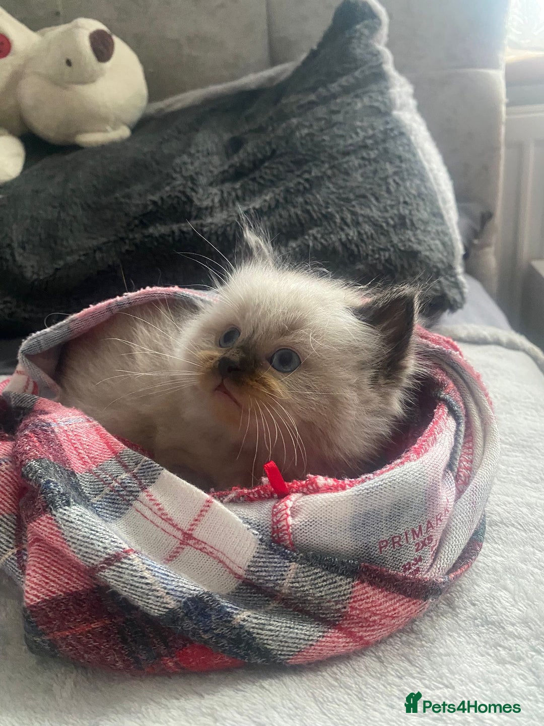 Ragdoll cats for sale: Beautiful, fluffy seal point ragdoll babies - Advert 14