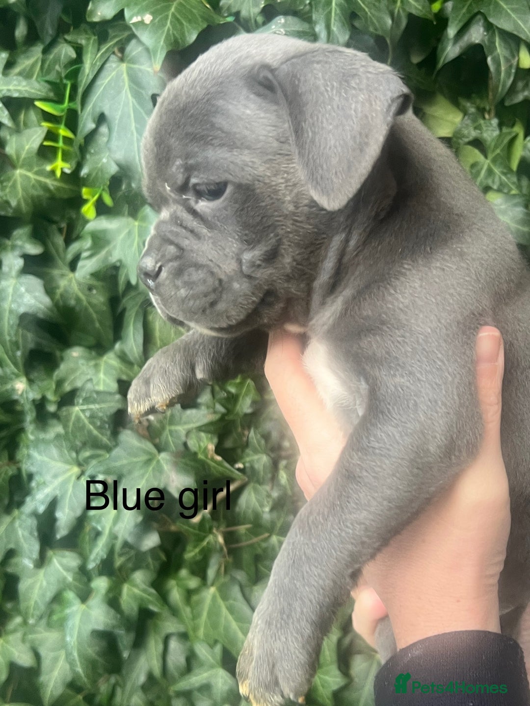 American Bully dogs for sale: Ready now! ABKC pocket bullies for sale.  - Advert 1