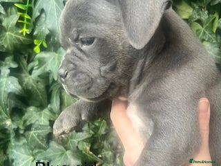 American Bully dogs Ready now! ABKC pocket bullies for sale. - Advert 3