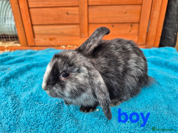 French Lop rabbits Last remaining babies - Advert 1