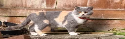 British Shorthair cats for sale:  Beautiful British Shorthair Kittens ✨🐾 - Advert 4