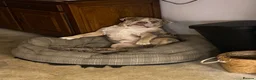Mixed Breed dogs for sale: Mix English bulldog boy - Advert 5
