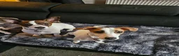 Jack Russell dogs for sale: Jack russel puppies in Leeds - Advert 23
