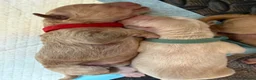 Mixed Breed dogs for sale: 🐾 Australian Double Doodle Puppies Expected 🐾 - Advert 9