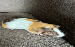 Guinea Pig rodents for sale: Baby BOY Guinea Pigs - Image 12