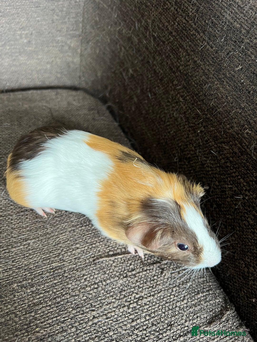 Guinea Pig rodents for sale: Baby BOY Guinea Pigs - Image 12