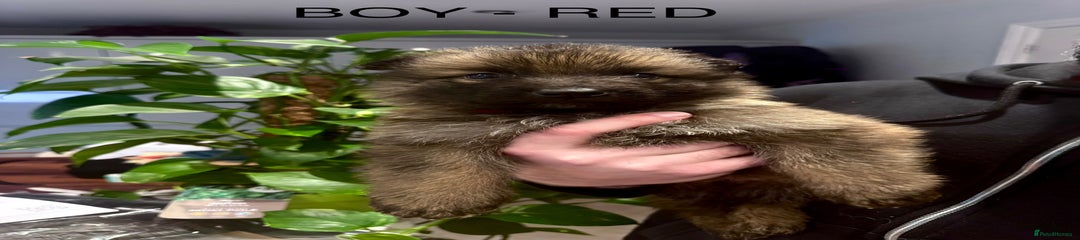 German Shepherd Puppy - Red