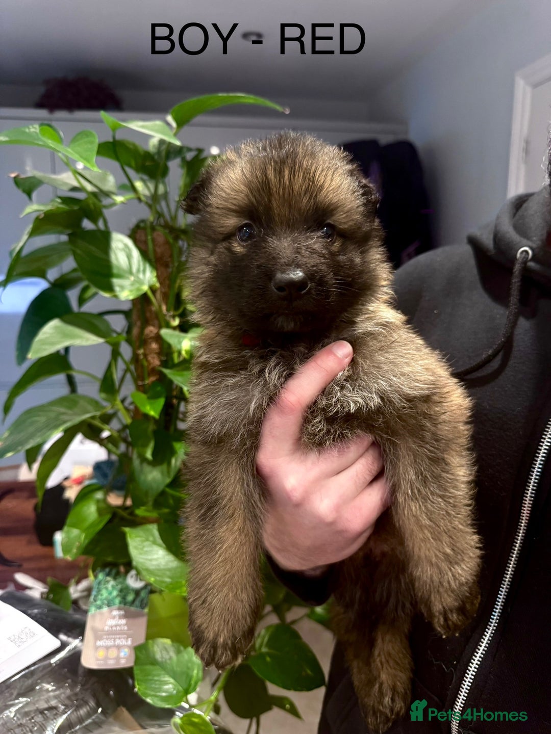 German Shepherd dogs for sale: Adorable German Shepherd Pups - Advert 17