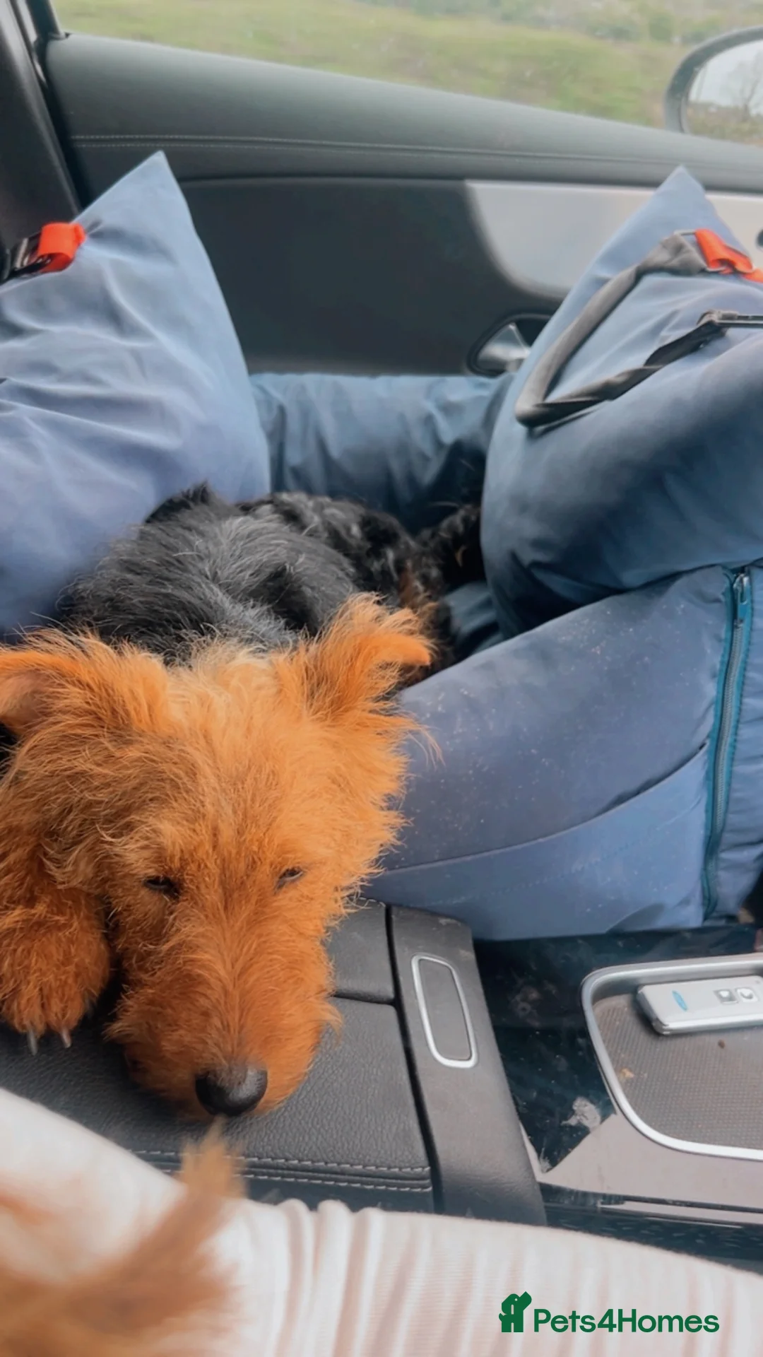 Welsh Terrier dogs for sale: 🐾 Welsh Terrier Looking for a New Home 🐾 in Grantham - Advert 5