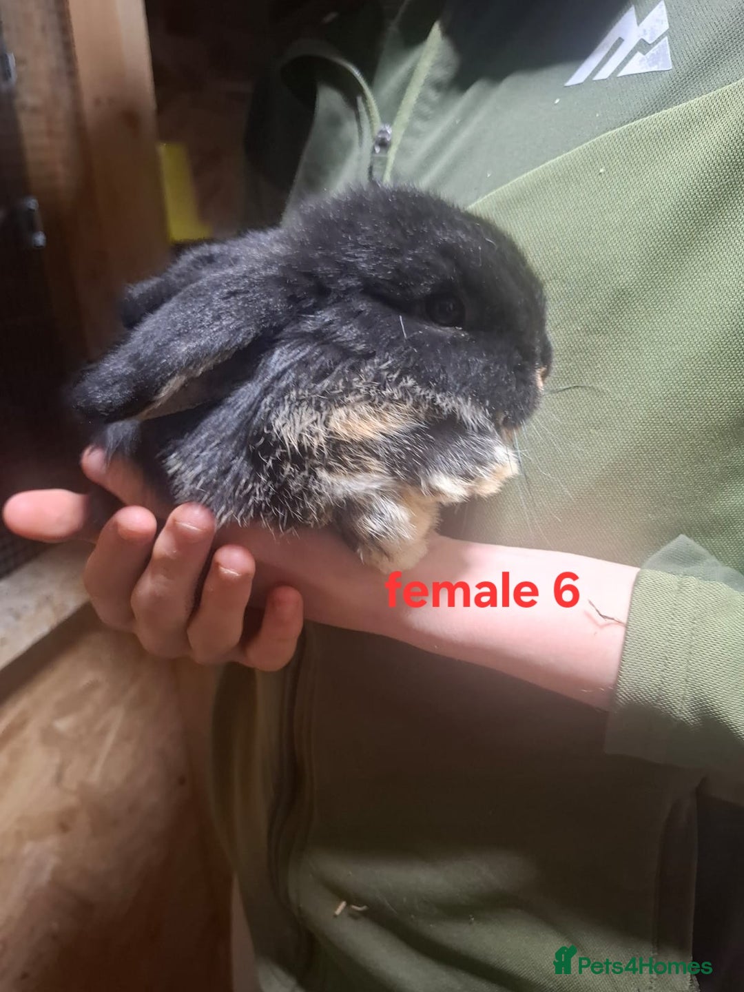Mixed Breed rabbits for sale: 10 mixed breed rabbits  - Advert 15
