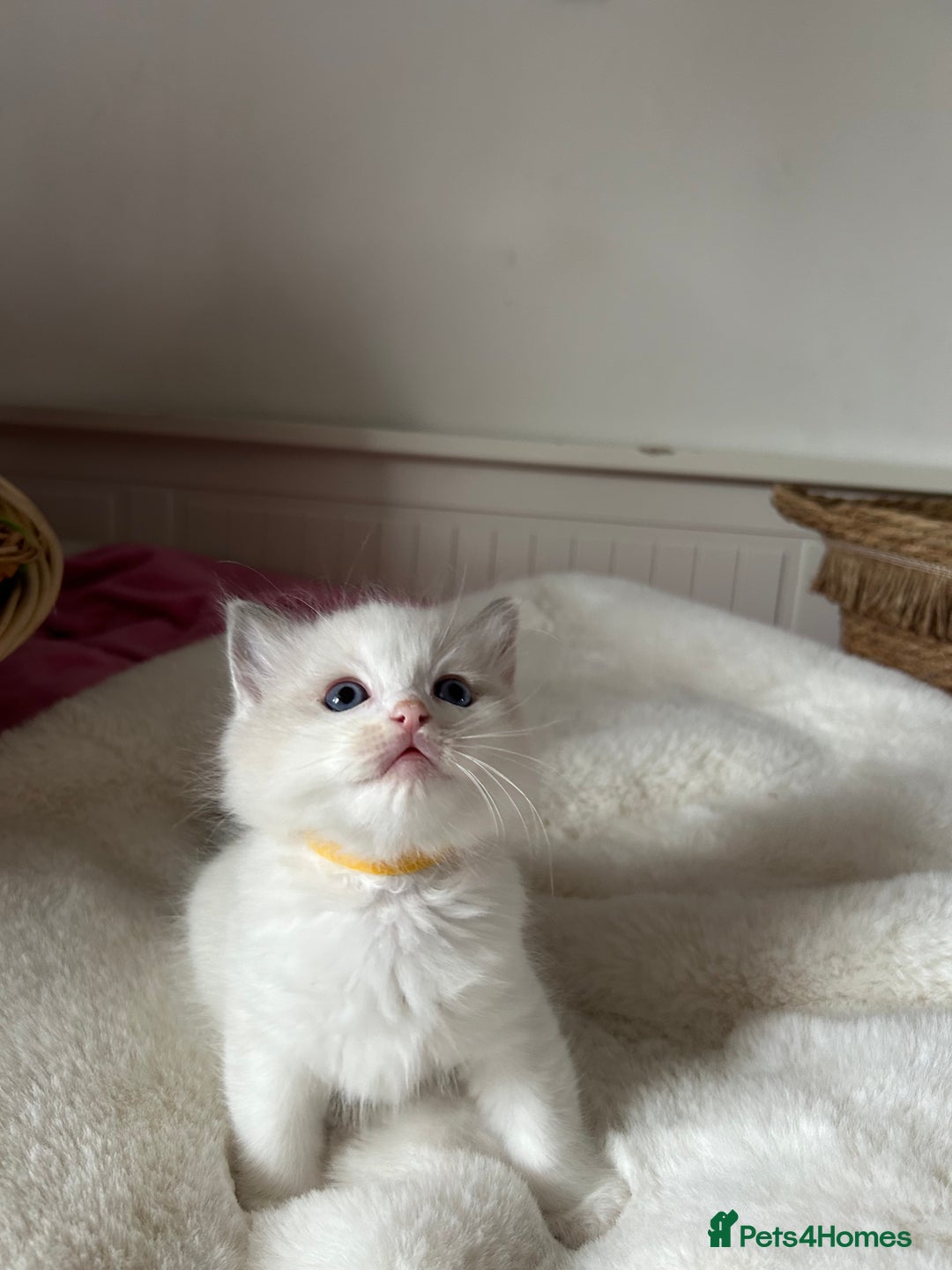 Ragdoll cats for sale: Beautiful two GCCF kittens. Blue Bicolour Ragdolls - Advert 8