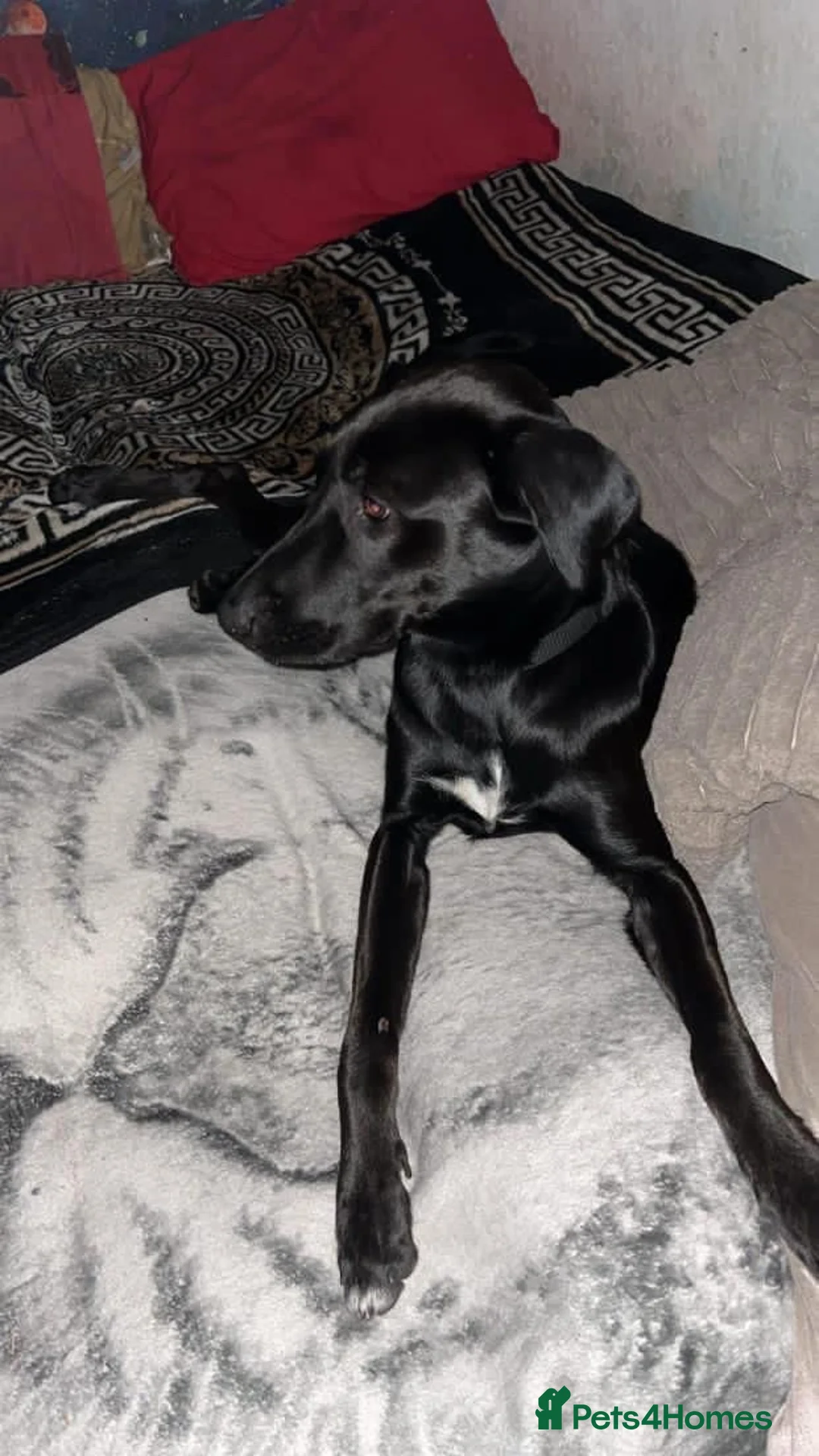 Mixed Breed dogs for sale: Jet & Zeus  - Advert 4