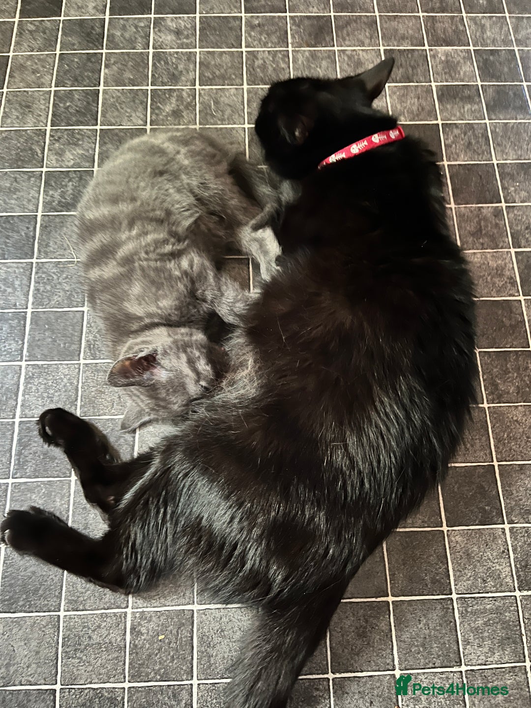 British Shorthair cats for sale: Kitten - Image 2
