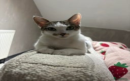 Mixed Breed cats for sale: Female White and tabby cat - Advert 1