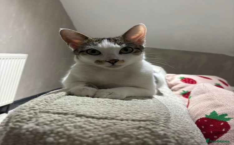 Mixed Breed cats Female White and tabby cat - Advert 4