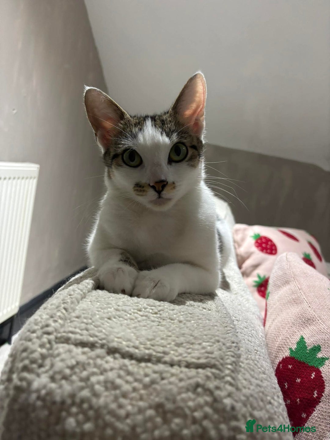Mixed Breed cats for sale: Female White and tabby cat - Advert 1