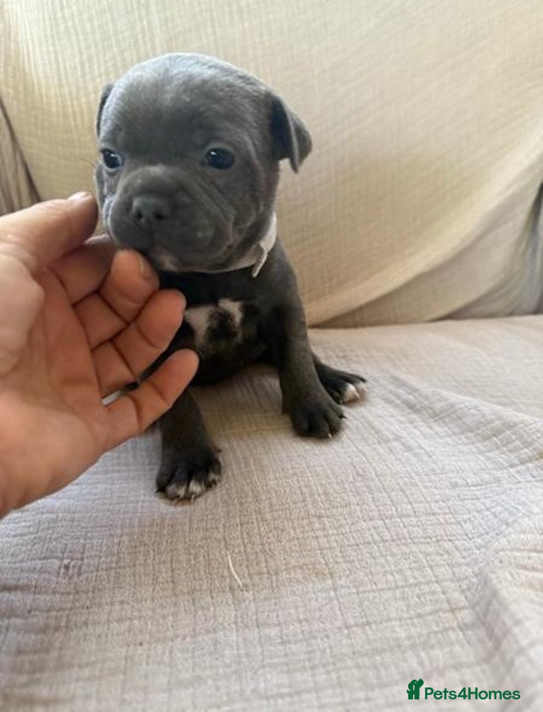Staffordshire Bull Terrier dogs for sale: Absolutely cute Blue staffys for sale - Image 5