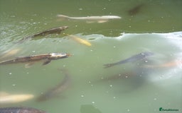 Koi Carp fish for sale: Japanese koi carp - Image 11