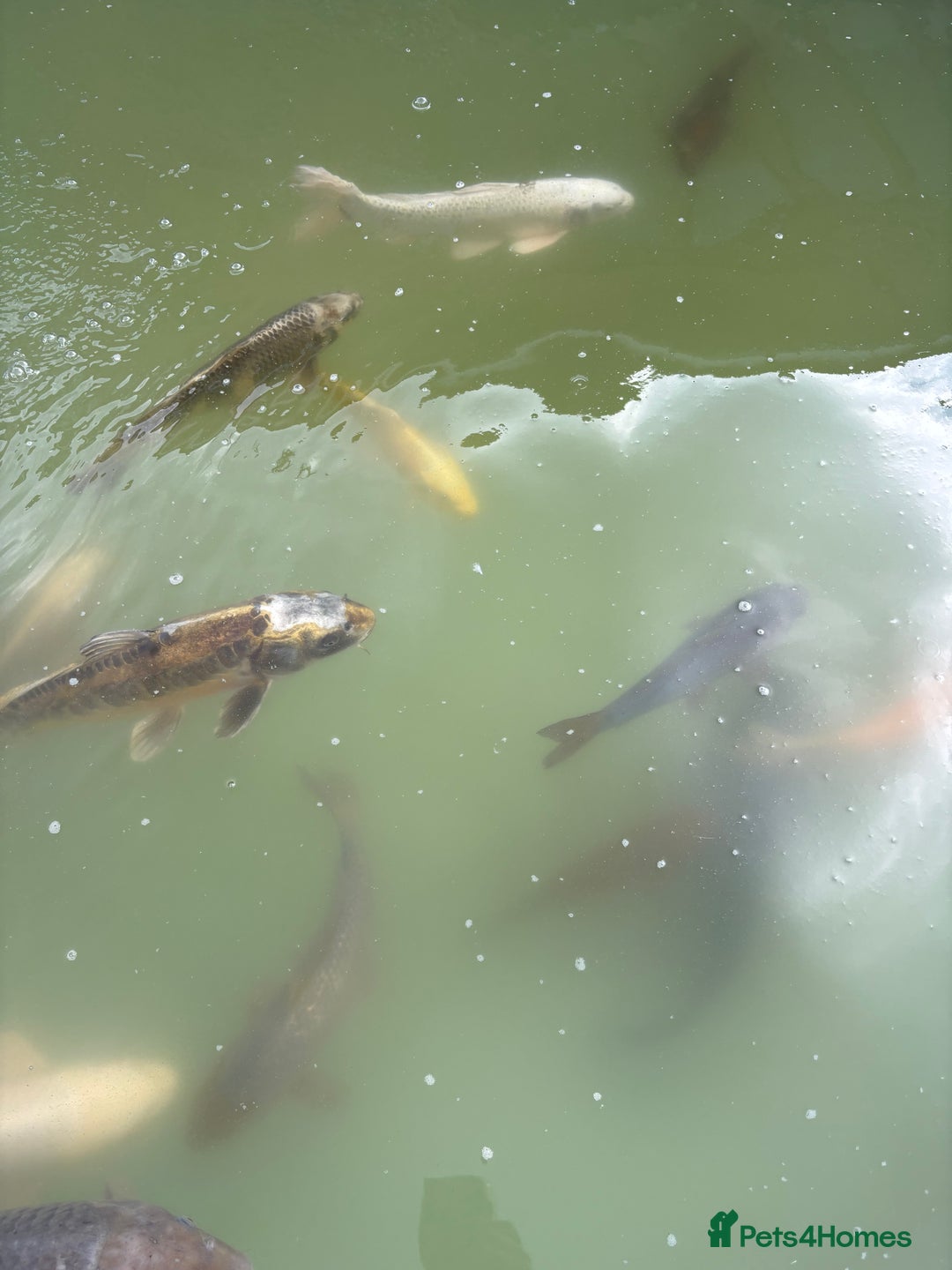 Koi Carp fish for sale: Japanese koi carp - Image 11