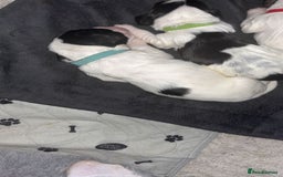 Sprocker dogs for sale:  sprocker spaniel pups for sale!  - Advert 14