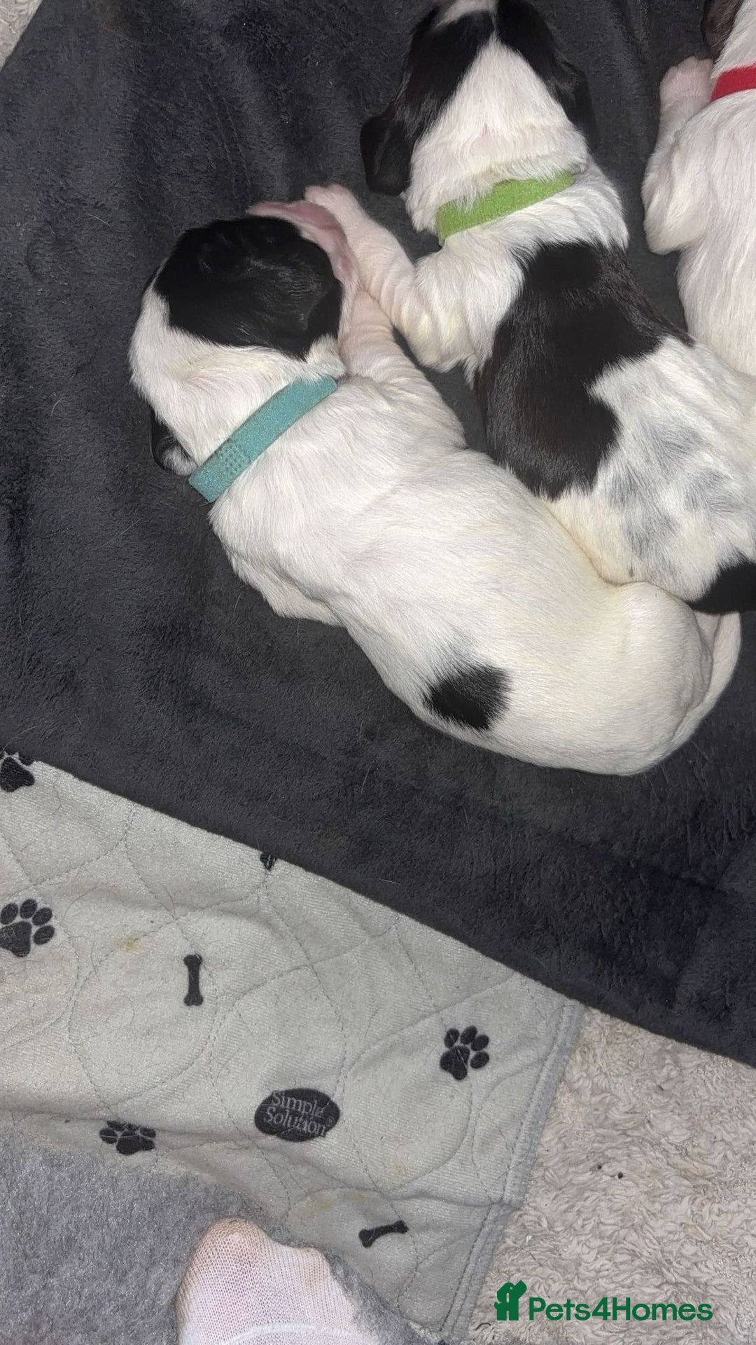 Sprocker dogs for sale:  sprocker spaniel pups for sale!  - Advert 14