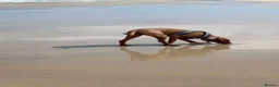 Hungarian Vizsla dogs for sale: Beautiful 7-month-old female Vizsla - Advert 5