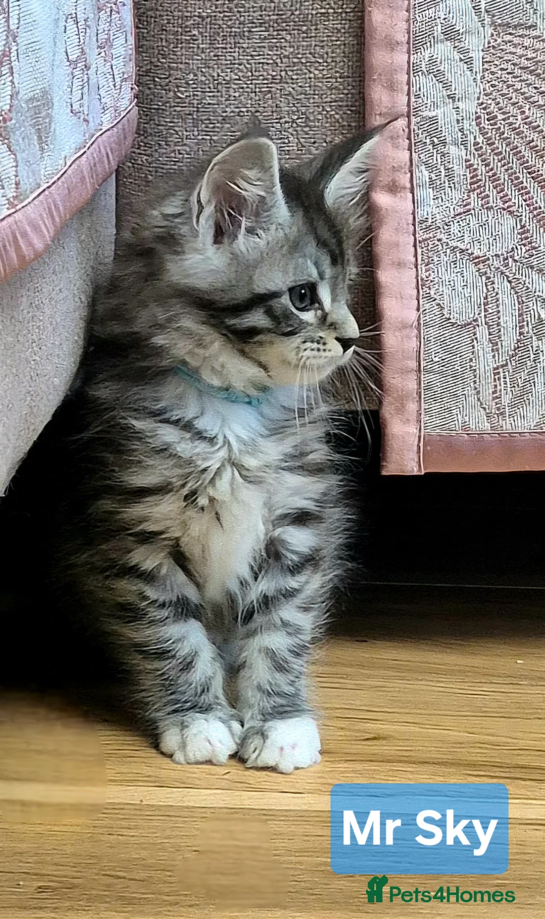 Maine Coon cats for sale: 🎀 Outstanding GCCF Pedigree Maine Coon Kittens  - Advert 22