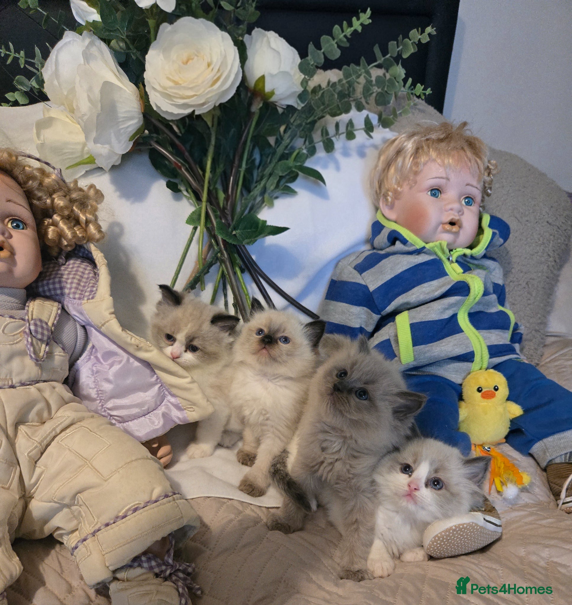 Ragdoll cats Gorgeous Pedigree chunky ragdolls - Advert 11