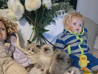 Ragdoll cats Gorgeous Pedigree chunky ragdolls - Advert 3