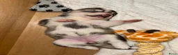 Siberian Husky dogs for sale: Female Siberian husky puppy for sale in Dalkeith - Advert 9