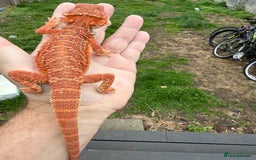 Bearded Dragon reptiles for sale: Bearded Dragon. Blue bar Tiger Stripe  - Image 5